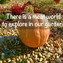 There is a meat world to explore in our garden!